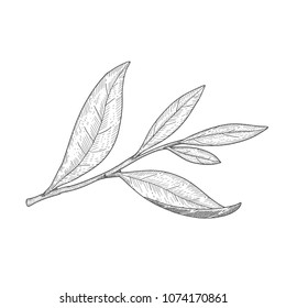 Black and white tea tree leaf vector illustration.