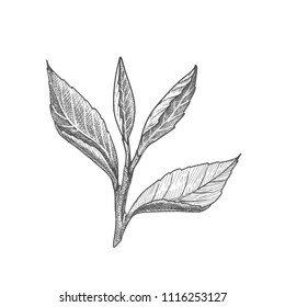 Black and white tea tree leaf vector illustration.
