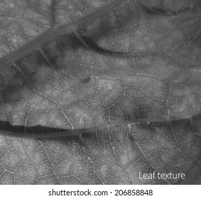 Black and white texture of a leaf.