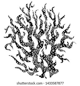 Black and white textured sea coral isolated on white background. Element for design ocean printing, poster, banner, textile, fabric.
