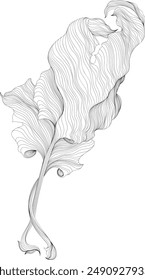 Ilustración monocroma de hoja de línea fina en blanco y negro. Dibujado a mano ilustración abstracta.