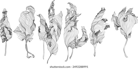 Ilustración monocroma de línea fina en blanco y negro de conjunto de hojas. Colección de ilustración abstracta dibujada a mano.