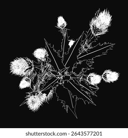 A black and white thistle flower stands out against a dark background, showcasing intricate details of its spiky petals and textured leaves. The monochrome illustration highlights the plant's natural.