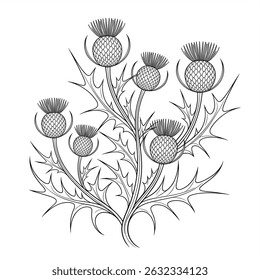 A black and white thistle illustration line art of a coloring page