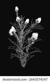 Planta de cardo preto e branco com delicadas flores brancas destaca-se contra um fundo escuro, apresentando detalhes botânicos intrincados. A ilustração monocromática destaca o natural da planta.