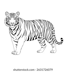 Black and white tiger Animal 