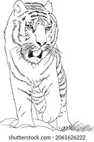 Black and white tiger drawing