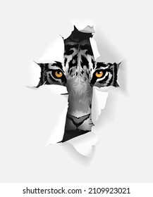 black and white tiger face look through ripped paper vector illustration
