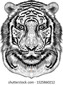 Black White Tiger Head Sketch Vector Stock Vector (Royalty Free ...