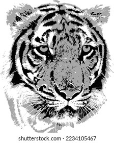 black and white tiger illustration vector