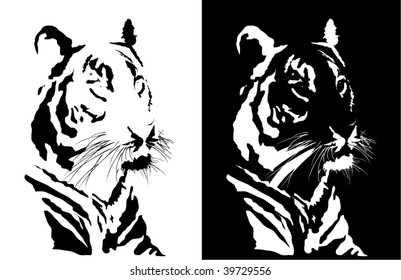 Black and white tiger.  vector