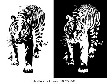 Black and white tiger.  vector