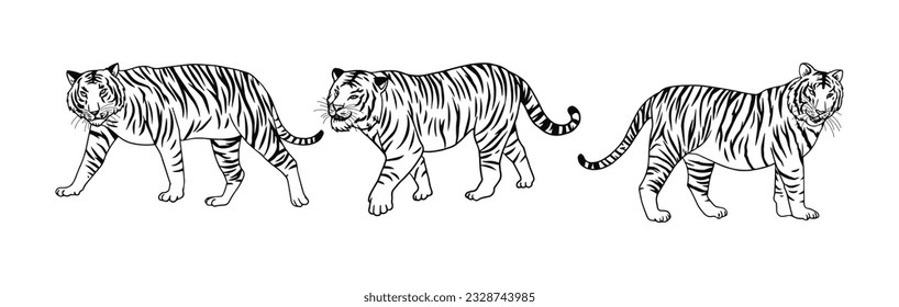 black and white tiger  vector illustration consisting of three images