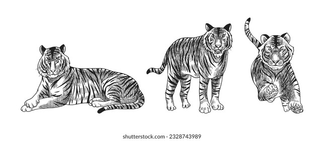 black and white tiger  vector illustration consisting of three images