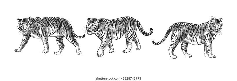 schwarz-weißer Tiger, Vektorgrafik bestehend aus drei Bildern