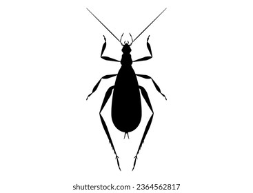 Black and White Tree Cricket Clipart Vector isolated on White Background