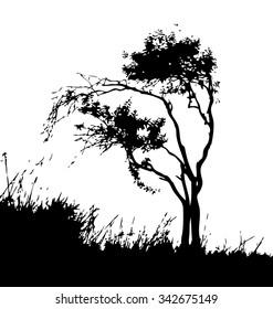 Black and white tree isolated on meadow vector, shadow leaf wood pampas, grass bush outline forest, gray plant foliage contour, botany and heather silhouette land.