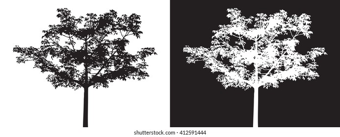 Black and white tree isolated vector, shadow leaf wood, white bush outline forest, gray plant shape, foliage contour, botany silhouette nature.