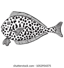 Black and white tropical fish. Exotic fish.  Monochrome, outline.