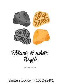 Black and white truffle mushroom, cut sliced, vector editable illustration. Flat simple style, gourmet food.