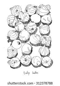 Black and white tulip bulbs. Botanical illustration.
