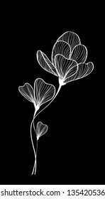 black and white tulip flower