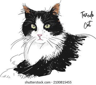 Black and white tuxedo cat