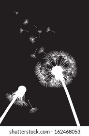 black and white two dandelions with flying seeds