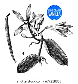 Black and white vanilla plant hand drawn botanical illustration