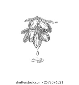 Black and white vector of argan nut on branch with leaves and oil drop. Hand drawn. Argan oil. Organic plant for skin and hair care. Engraved style. Isolated background.