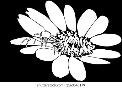 Black and white vector art of a Crab spider standing on flower head.