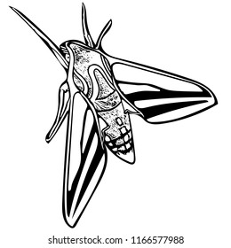 Black and white vector art of Elephant hawk moth from above.