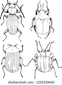 black and white vector beetles