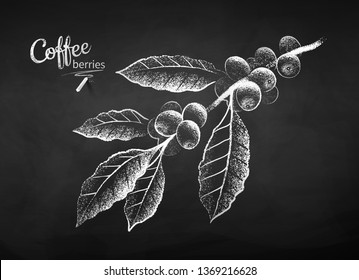 Black and white vector chalk drawn sketch of coffee branch with berries and leaves on chalkboard background.