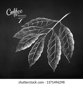 Black and white vector chalk drawn sketch of coffee branch with leaves on chalkboard background.
