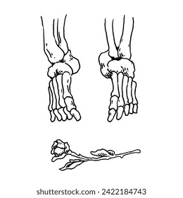 black and white vector design, illustration of a skeleton's legs hanging down and roses underneath. very suitable for merchandise purposes.