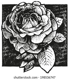 black and white vector design of rose on non-meaningful Ã?Â´Lorem IpsumÃ?Â´ script background