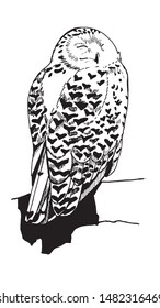 Black and white vector drawing of an owl