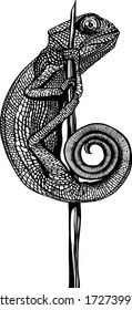 black and white vector drawing in the style of realism of a chameleon that sits on a branch with a transparent background