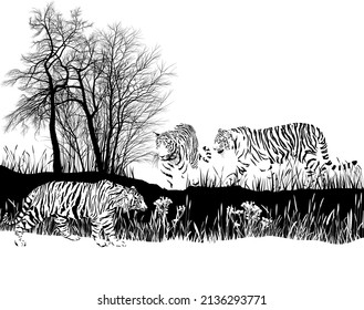 black and white vector drawing of three tigers in the wild