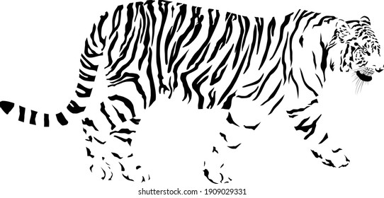 black and white vector drawing of a tiger