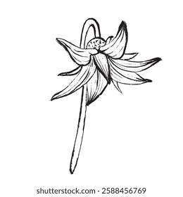 Black and white vector drawing of a tomato flower. Suitable for botanical illustrations, packaging, logos, prints, designs, and educational materials.