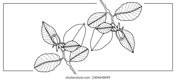 Black and white vector floral illustration with rose branches with leaves and buds. Illustration for coloring books, decor, wallpapers, business cards, diplomas and presentations, postcards