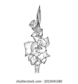 flor vectorial en blanco y negro, gladiolus
