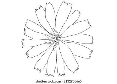 Black and white vector flower, line art, outline flower illustration, Floral drawing with black thin contour line isolated on white background