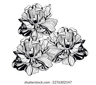 Black and white vector flowers drawing. Hand drawn botanical illustration. Set of peony flowers. Flowers for cards, invitation, weeding card. Line drawn flower. Pen drawn peonies.