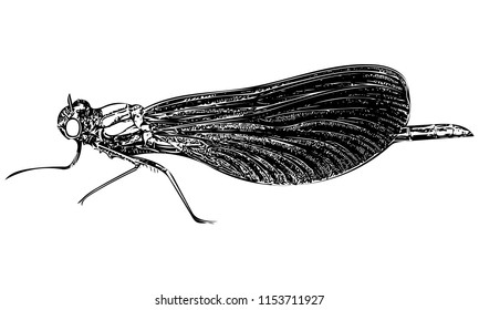 Black and white vector graphic of beautiful damoiselle damselfly side on.