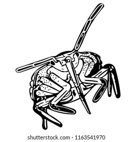 Black and white vector graphic of common Green shield bug head-on.