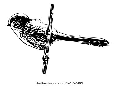 Black and white vector graphic of Long-tailed Tit perched on single reed stem.
