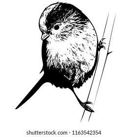 Black and white vector graphic of Long-tailed Tit perched on single reed stem.